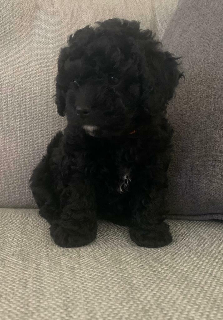 black cavapoo